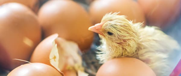 Oppose Live Hatching Projects!